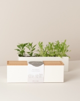 Image de Mini Jardin de Roquette et Piments