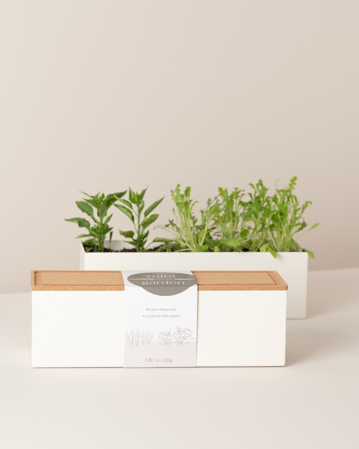Image de Mini Jardin de Roquette et Piments
