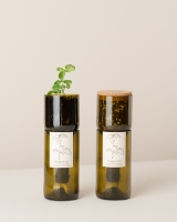 Imagem de Grow Bottle Manjericão