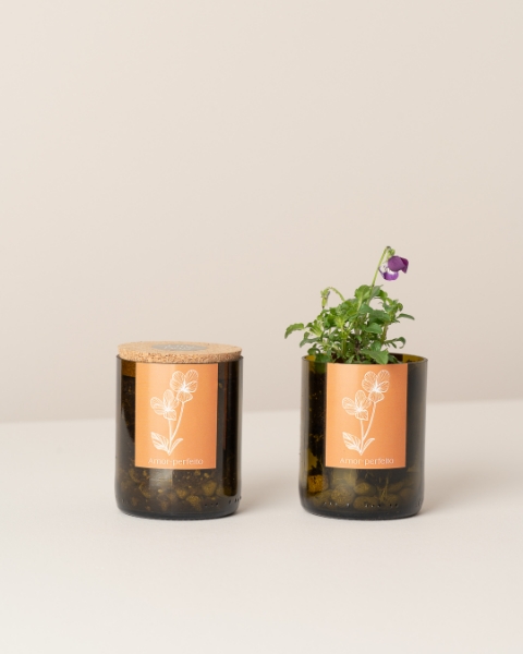 Immagine di Bottle Garden Viola del pensiero