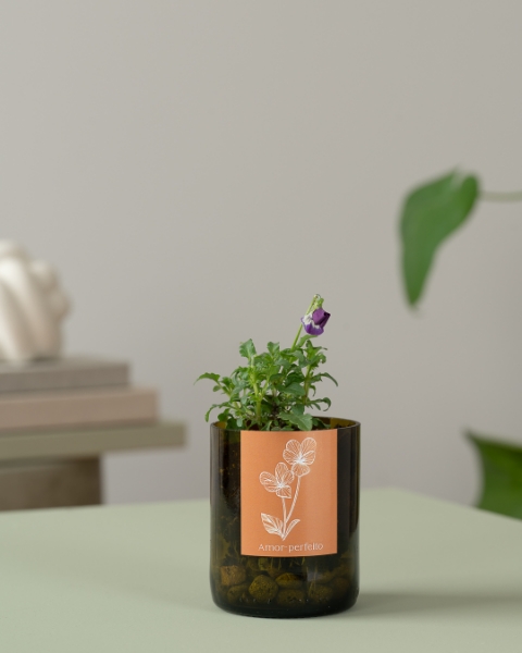 Immagine di Bottle Garden Viola del pensiero