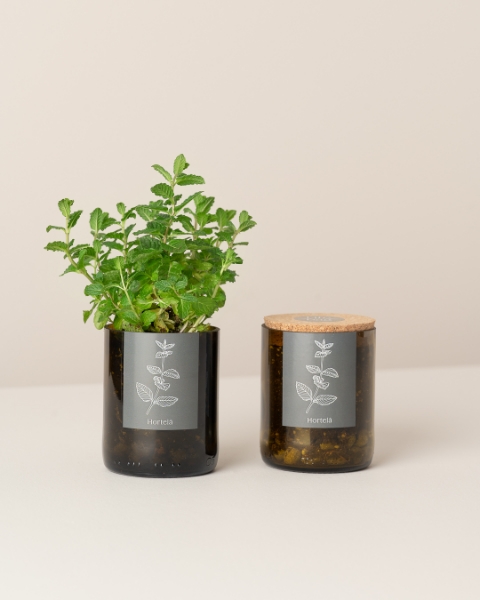 Imagem de Bottle Garden Hortelã