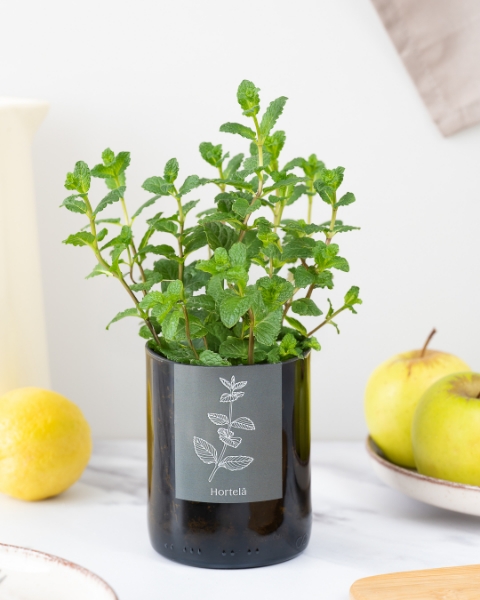 Imagem de Bottle Garden Hortelã