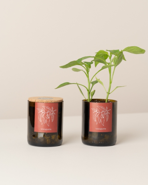 Imagem de Bottle Garden Malagueta