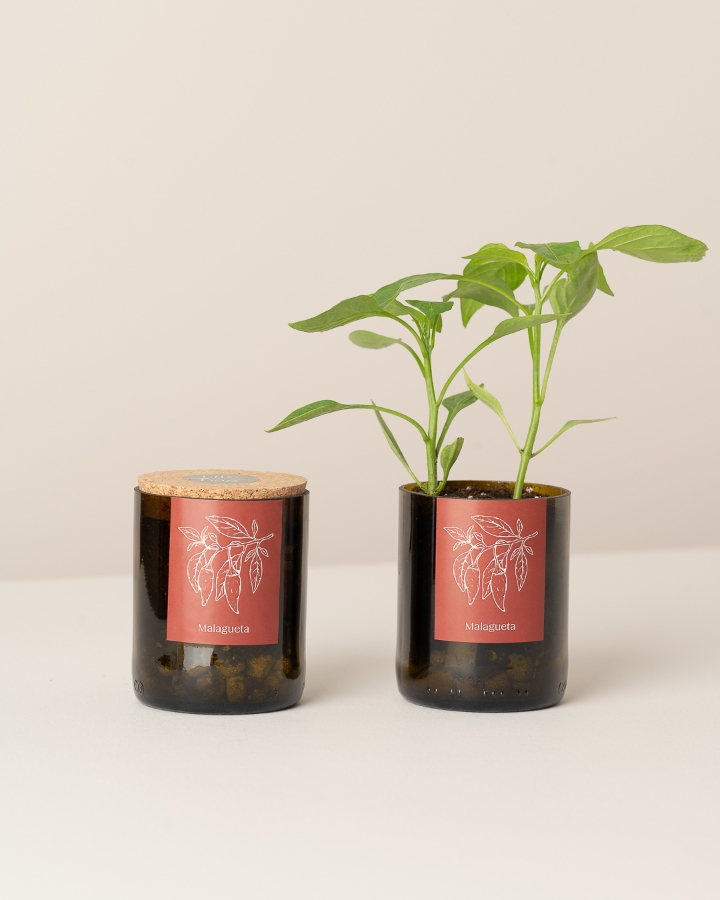 Image de Bottle Garden Piments