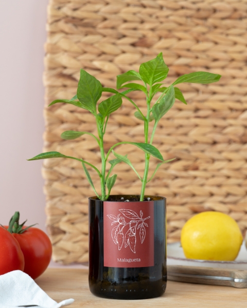 Imagem de Bottle Garden Malagueta