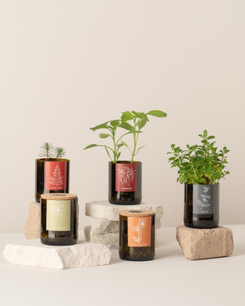 Imagem de Bottle Garden Trevo da Sorte
