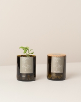 Image de Bottle Garden Basilic