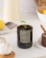 Image de Bottle Garden Basilic