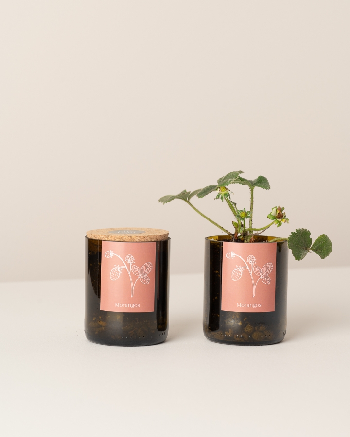Image de Bottle Garden Fraises