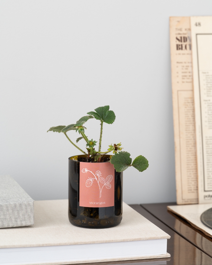 Image de Bottle Garden Fraises