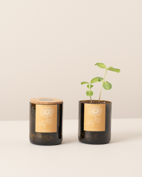 Imagem de Bottle Garden Girassol