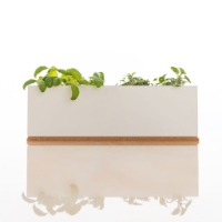 Picture of Mini Garden Basil and Coriander
