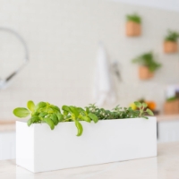 Picture of Mini Garden Basil and Coriander