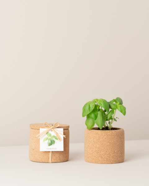 Image de Grow Cork Basilic