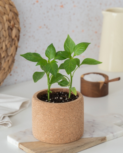 Image de Grow Cork Piments