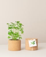 Imagem de Grow Cork Salsa