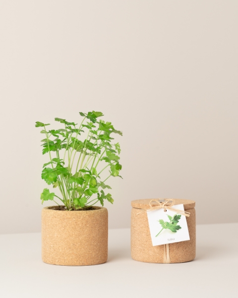 Image de Grow Cork Persil