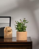 Image de Grow Cork Pensée