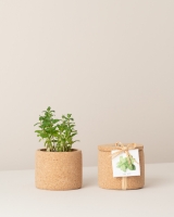 Image de Grow Cork Menthe