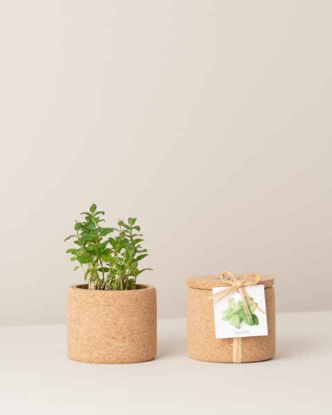 Image de Grow Cork Menthe