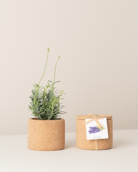 Image de Grow Cork Lavande
