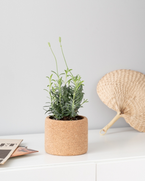 Image de Grow Cork Lavande