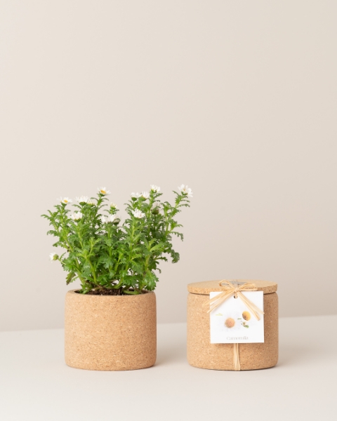 Image de Grow Cork Camomille
