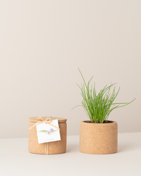 Image de Grow Cork Ciboulette