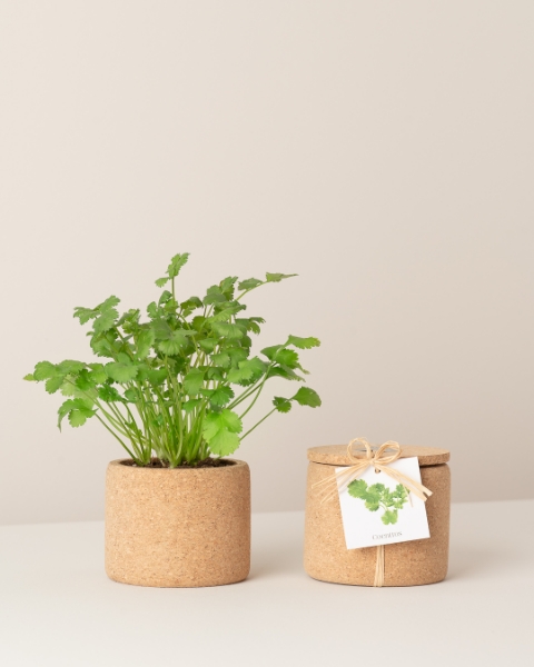 Image de Grow Cork Coriandre