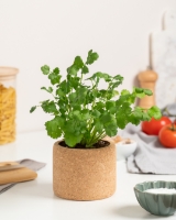 Image de Grow Cork Coriandre