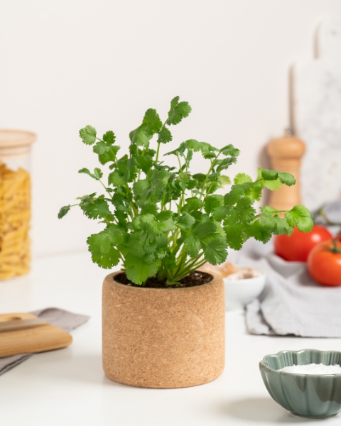 Image de Grow Cork Coriandre