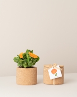 Image de Grow Cork Calendula