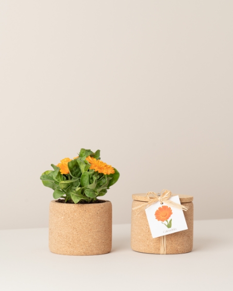 Image de Grow Cork Calendula