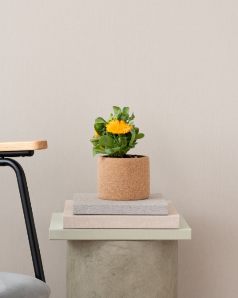 Image de Grow Cork Calendula