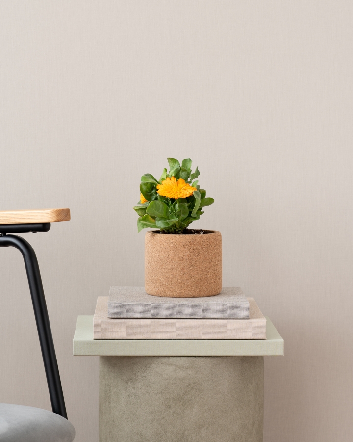 Image de Grow Cork Calendula