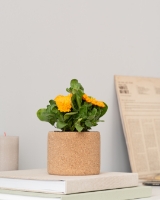 Image de Grow Cork Calendula