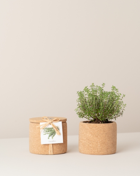 Image de Grow Cork Thym