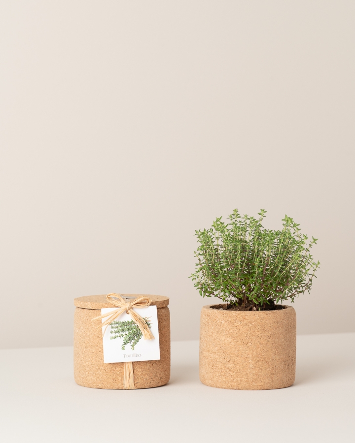 Imagem de Grow Cork Tomilho