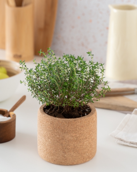 Image de Grow Cork Thym
