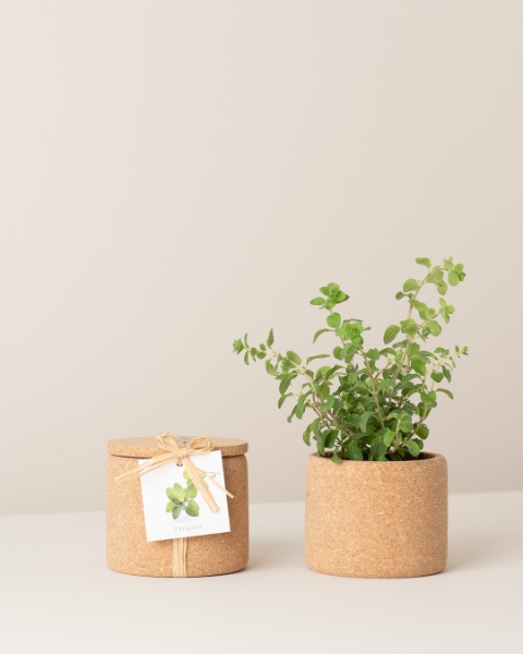 Image de Grow Cork Origan