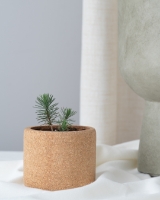 Image de Grow Cork Sapin de Noël