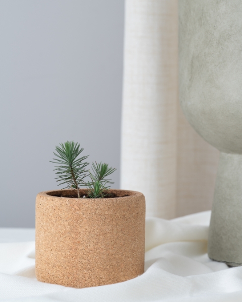 Image de Grow Cork Sapin de Noël