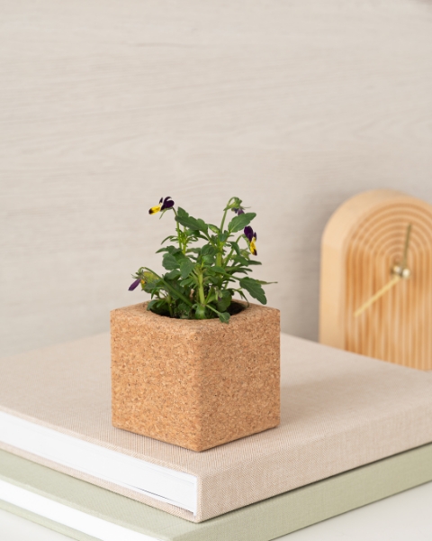 Image de Grow Cube Pensée