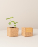 Image de Grow Cube Tournesol