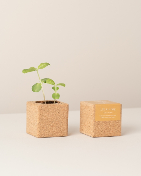 Image de Grow Cube Tournesol
