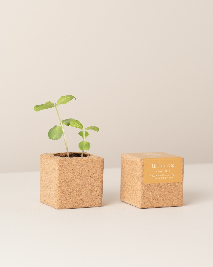 Image de Grow Cube Tournesol