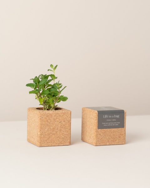 Image de Grow Cube Menthe