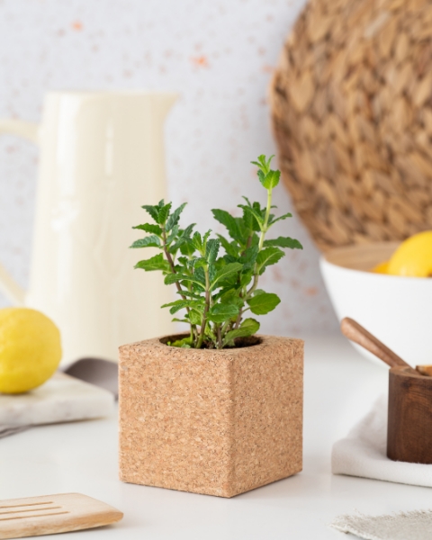 Image de Grow Cube Menthe