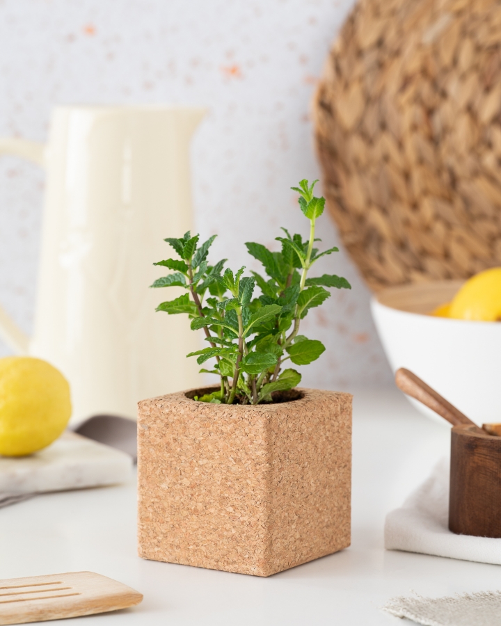 Immagine di Grow Cube Menta